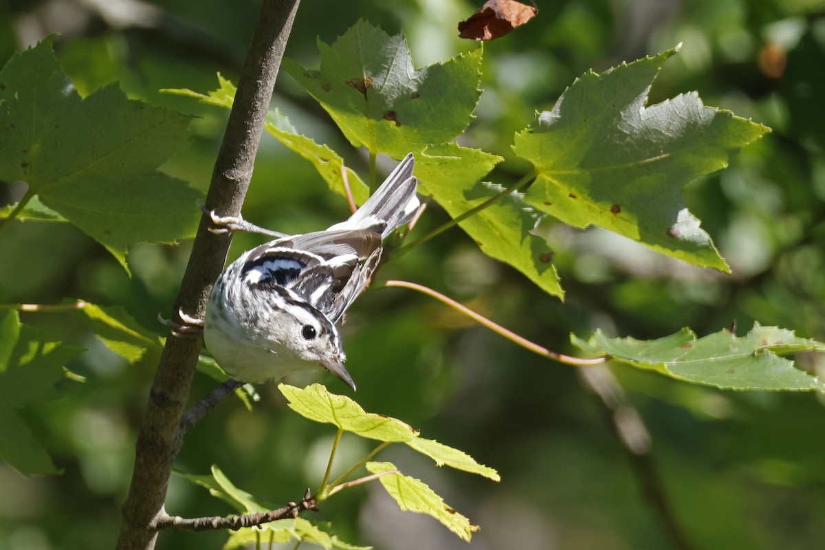 Black-and-white Warbler - ML638285785