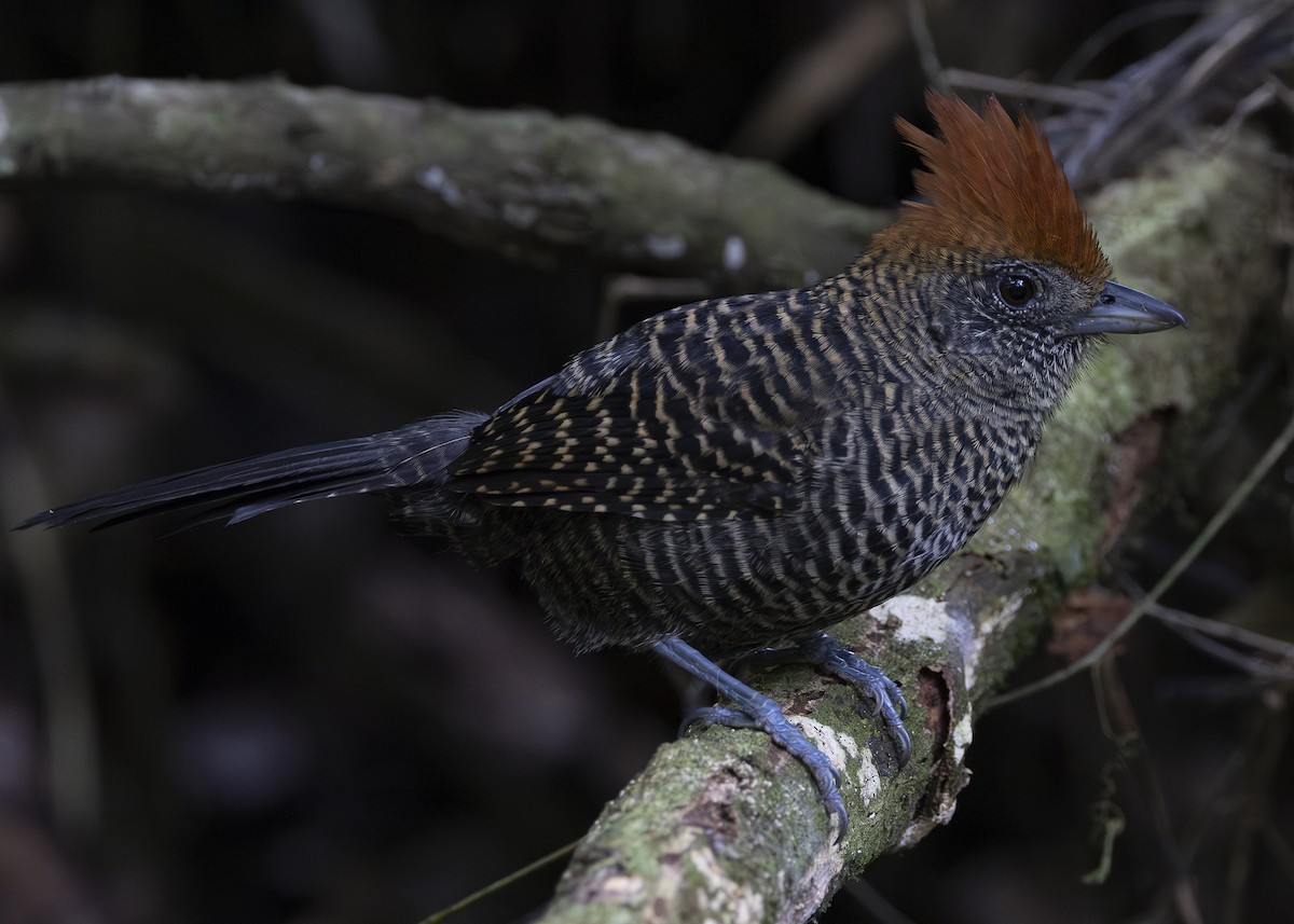 Tufted Antshrike - ML638285790