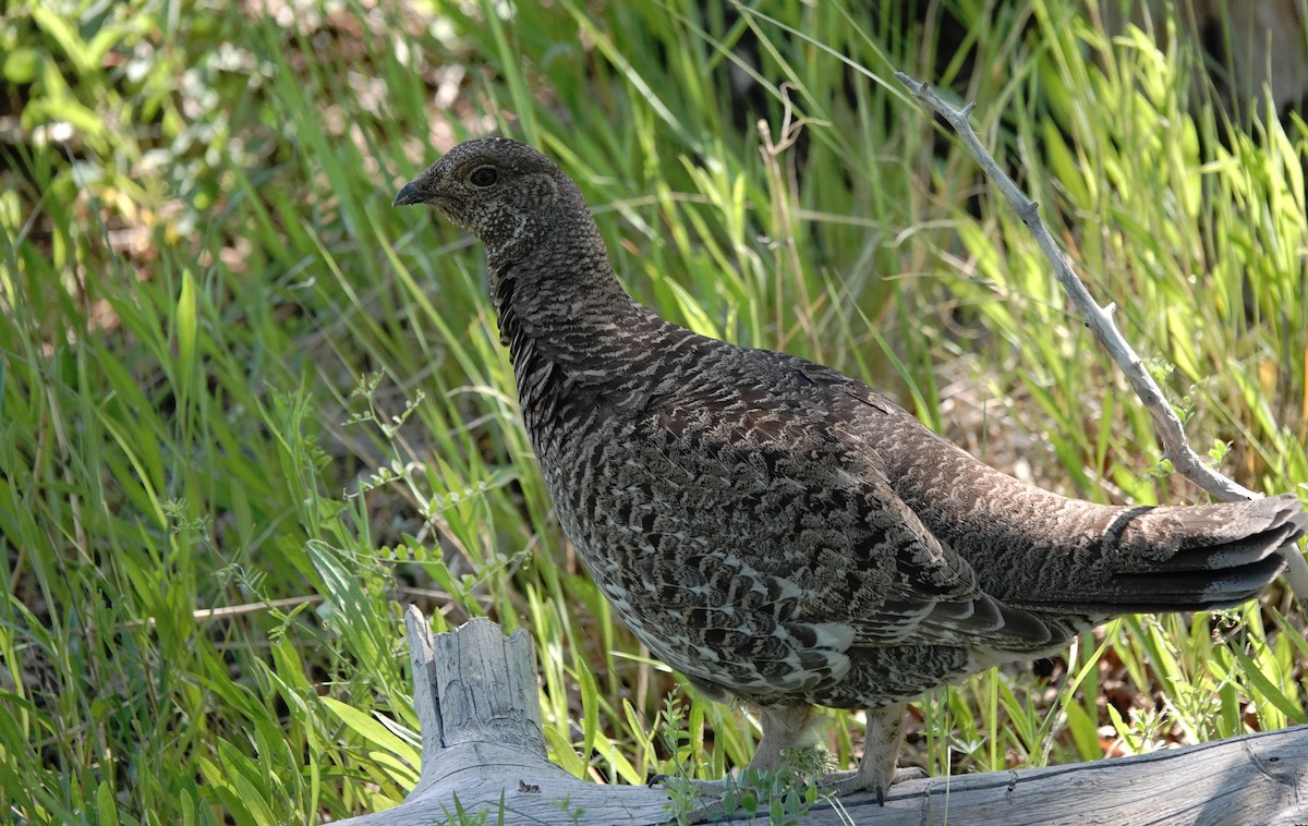 Dusky Grouse - ML638285795