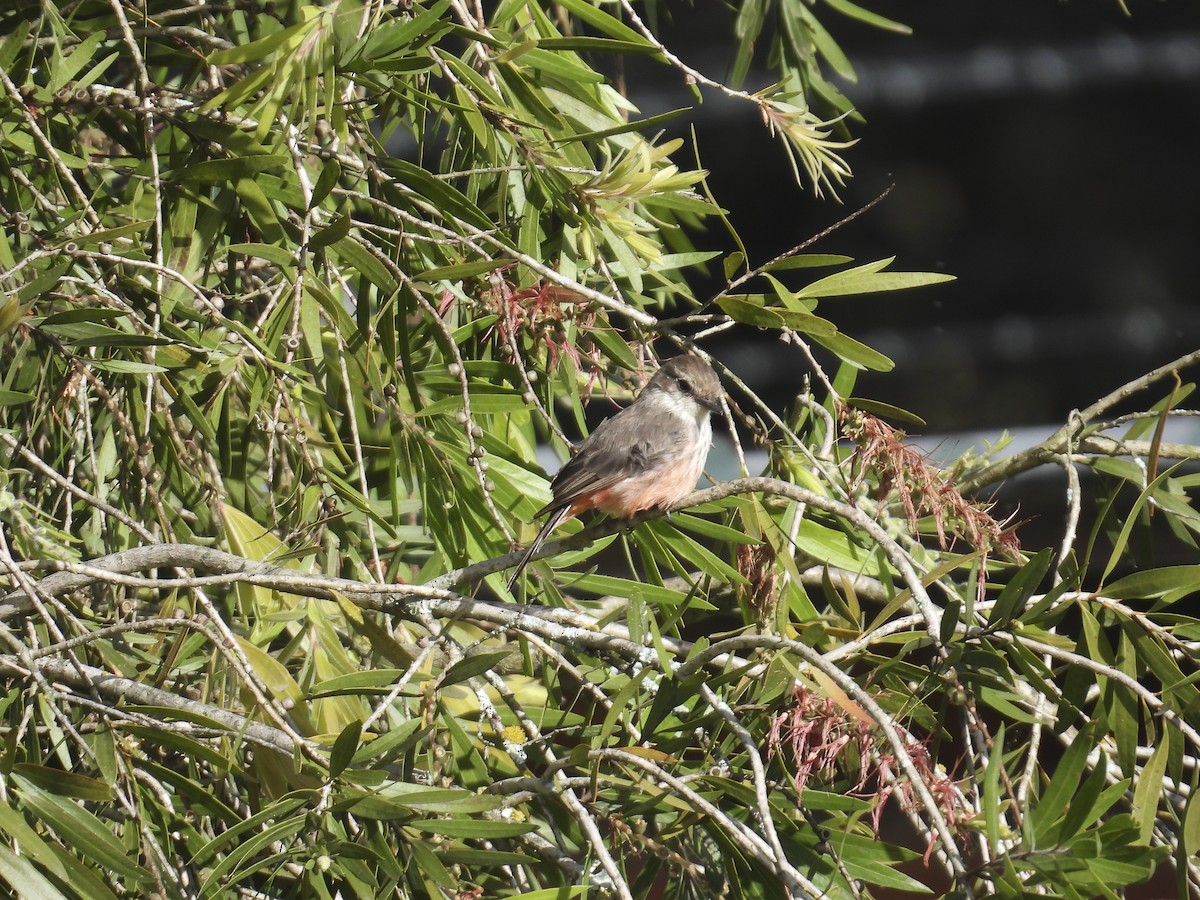 Vermilion Flycatcher - ML638285796