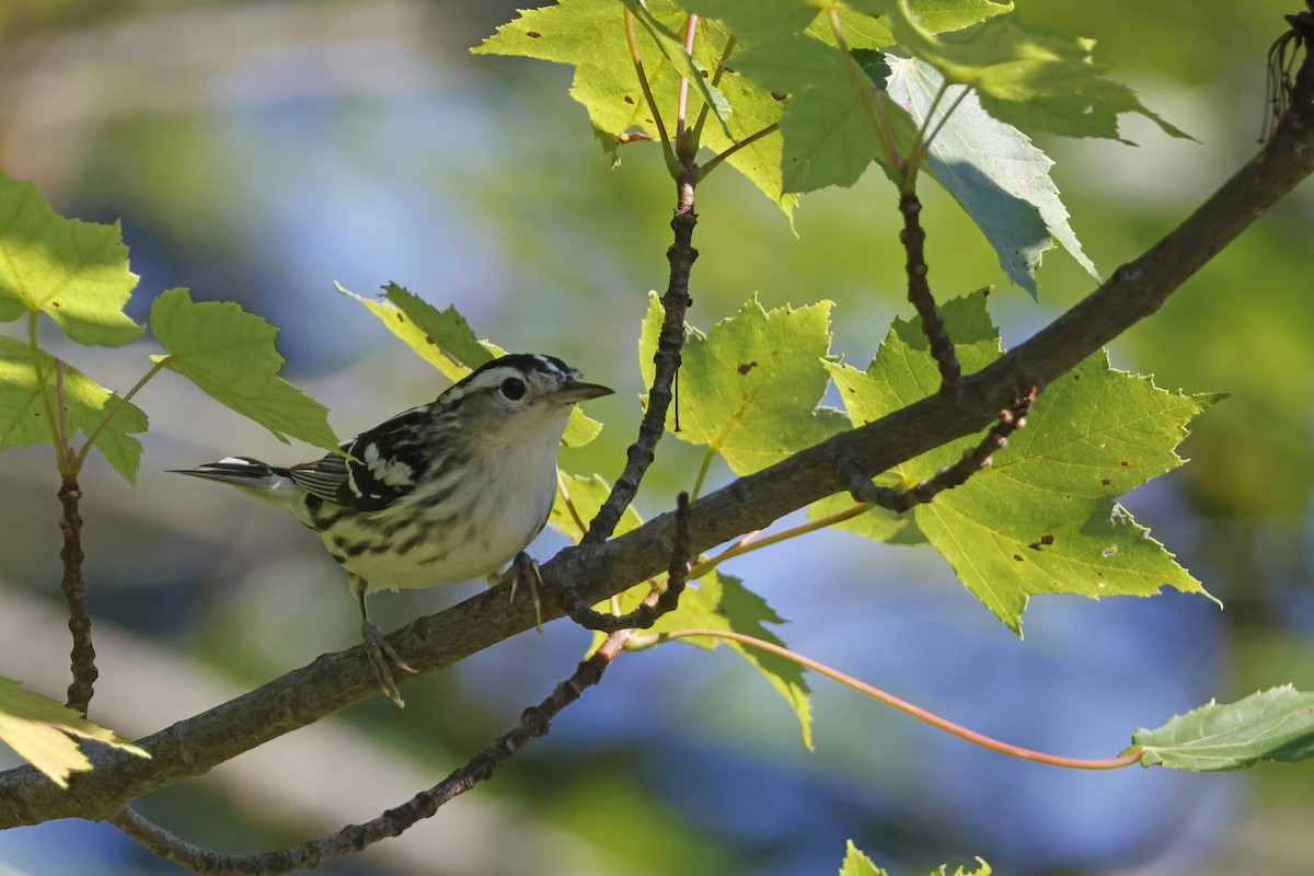 Black-and-white Warbler - ML638285799