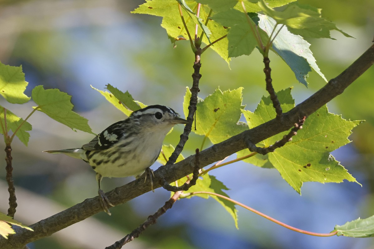 Black-and-white Warbler - ML638285800