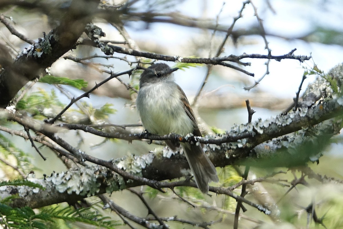 Marañon Tyrannulet - ML638285801