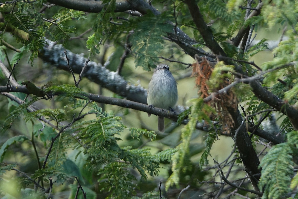 Marañon Tyrannulet - ML638285802