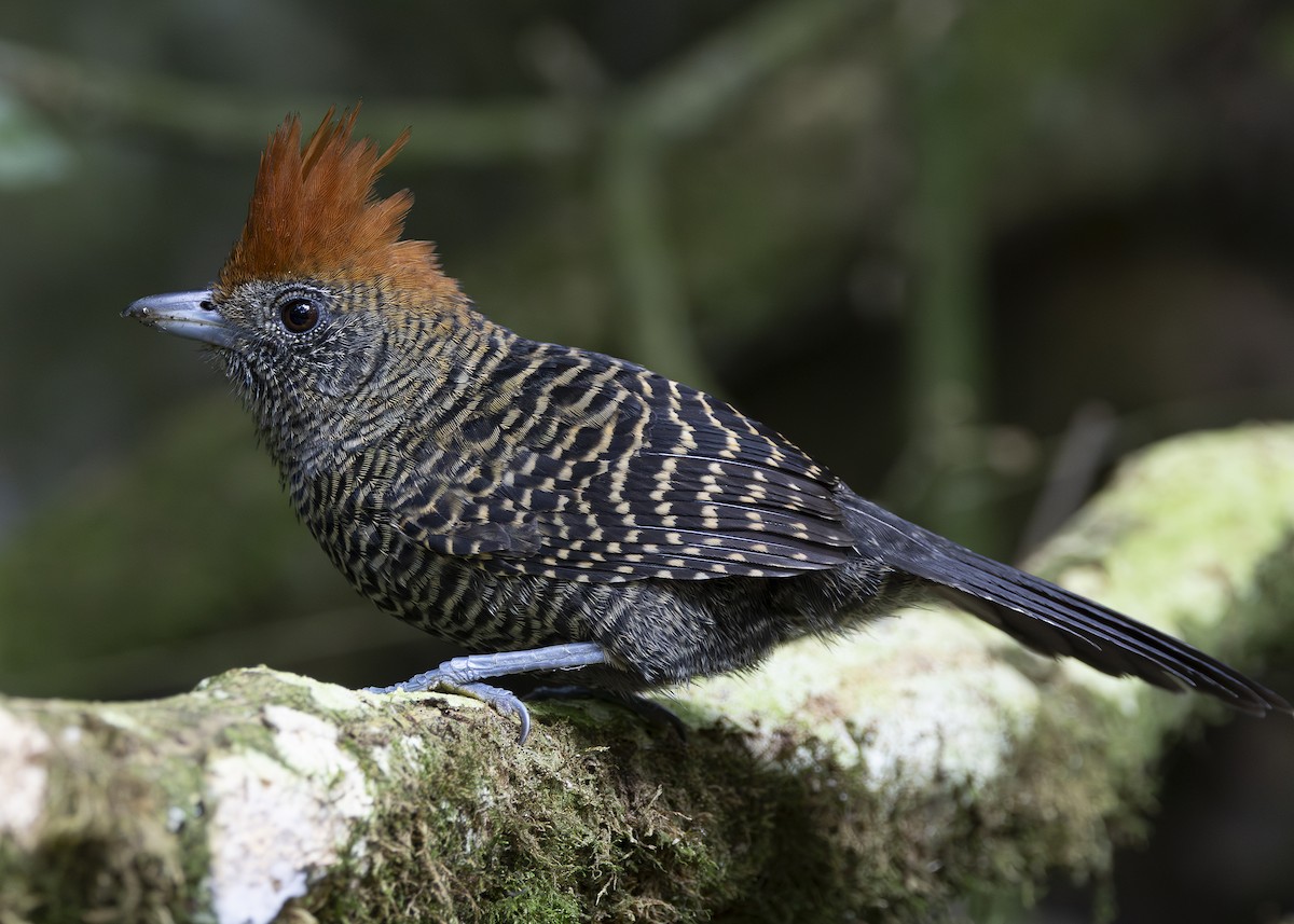Tufted Antshrike - ML638285808