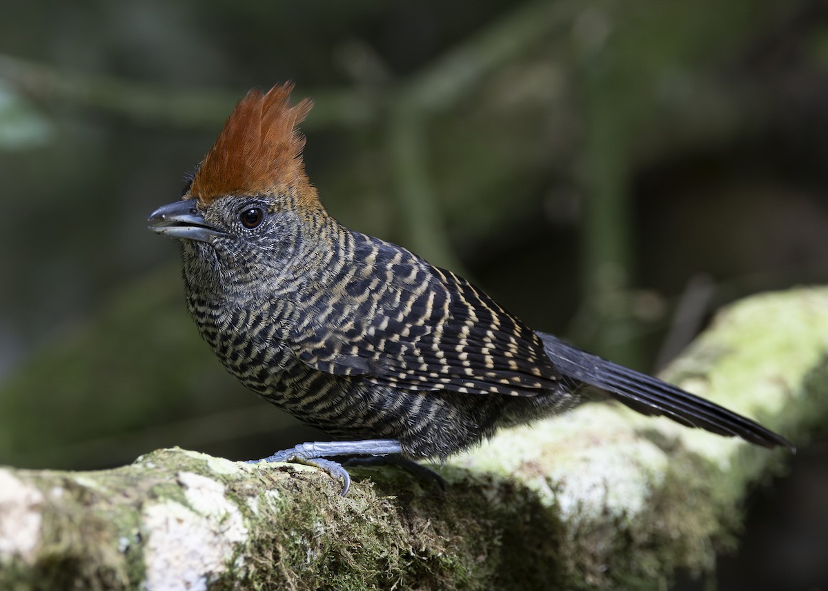 Tufted Antshrike - ML638285811