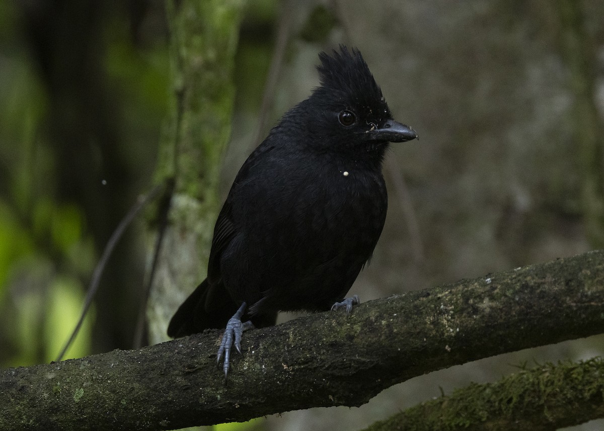 Tufted Antshrike - ML638285814
