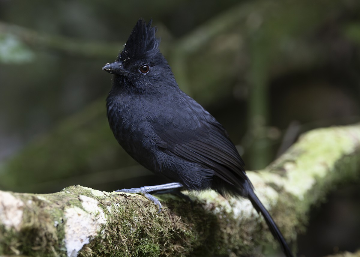 Tufted Antshrike - ML638285816