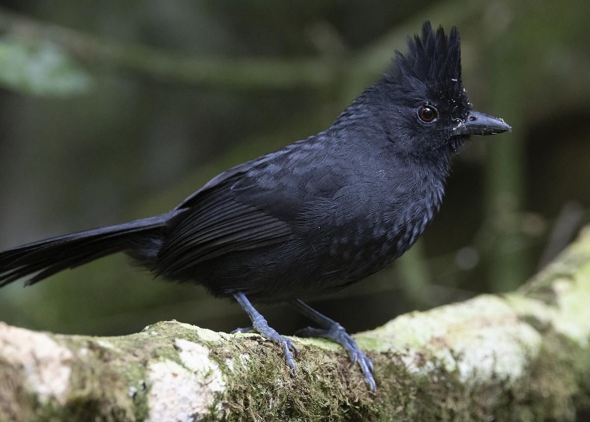 Tufted Antshrike - ML638285820