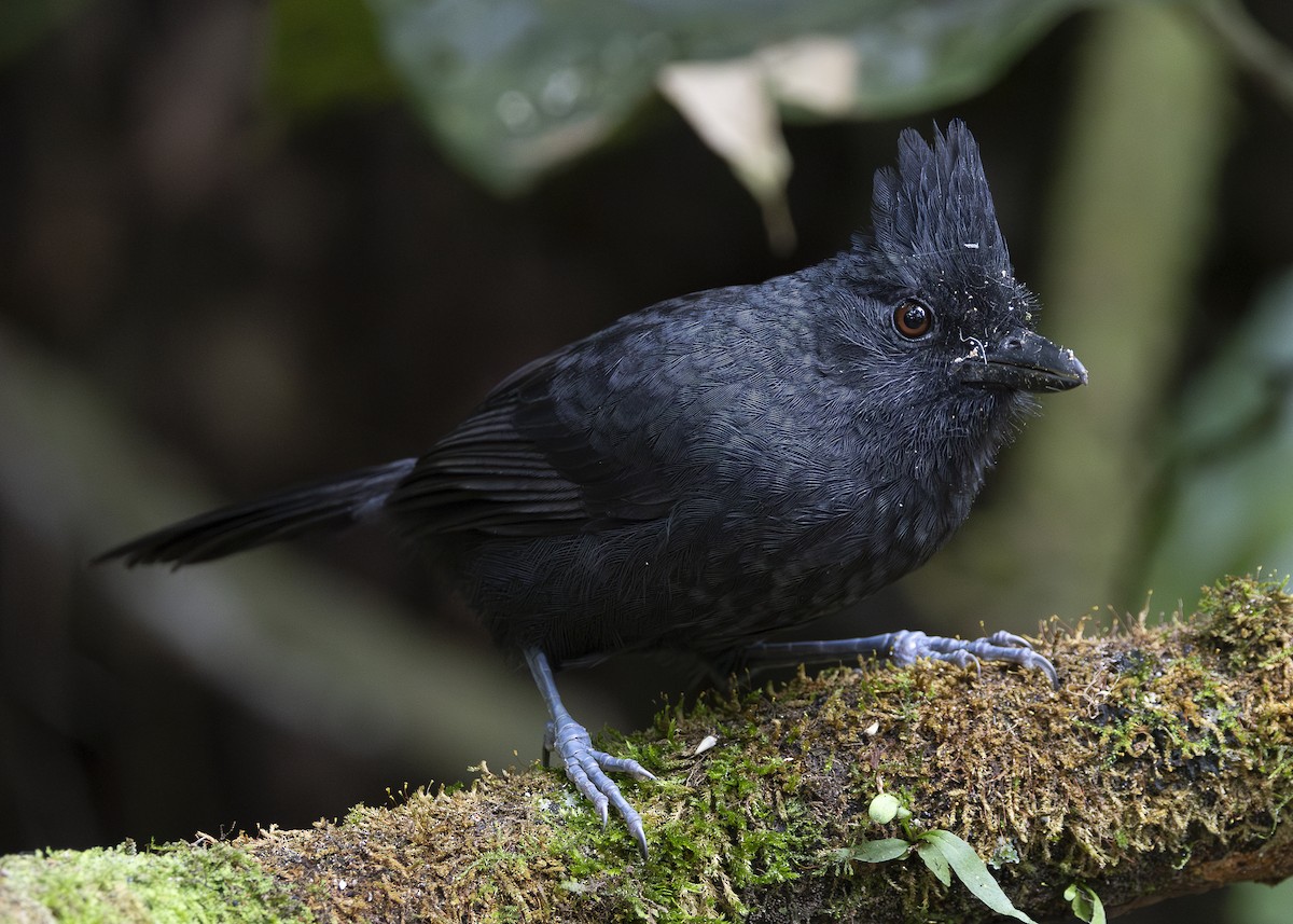 Tufted Antshrike - ML638285821