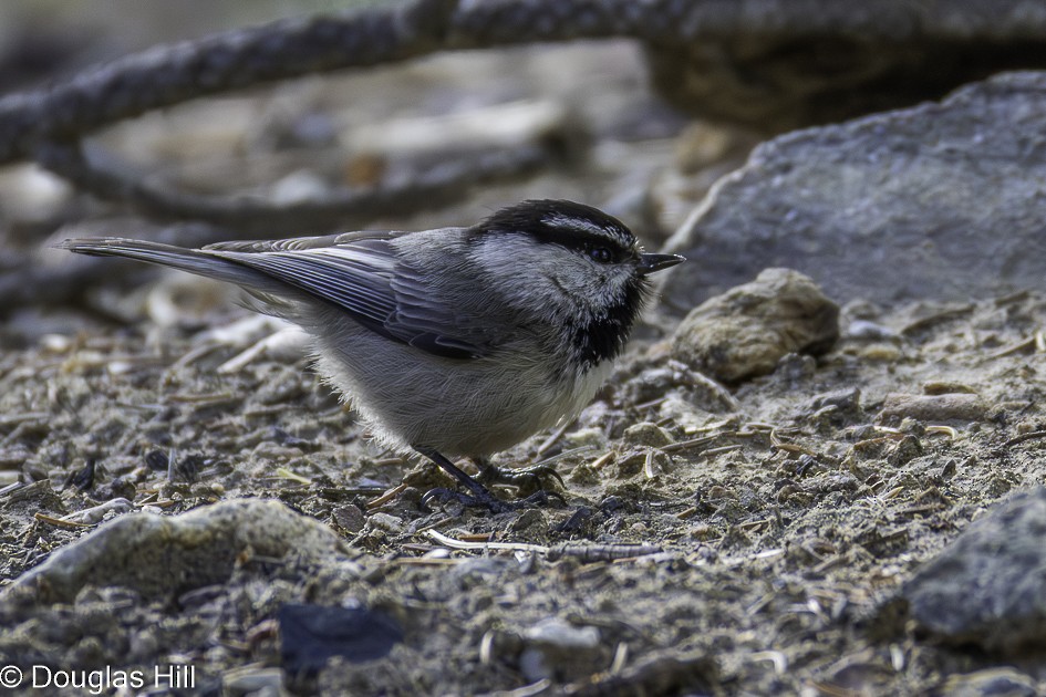 Mountain Chickadee - ML638285824