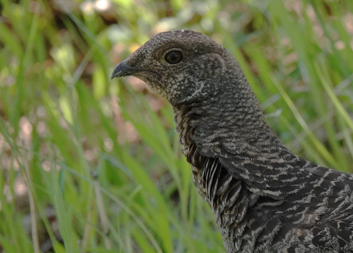 Dusky Grouse - ML638285825