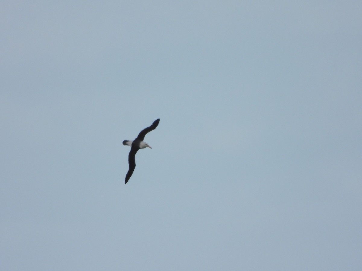 Black-browed Albatross - ML638285829