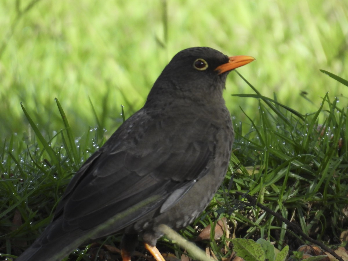 Great Thrush - ML638285838