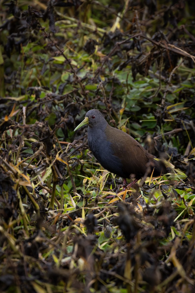 Blackish Rail - ML638285839