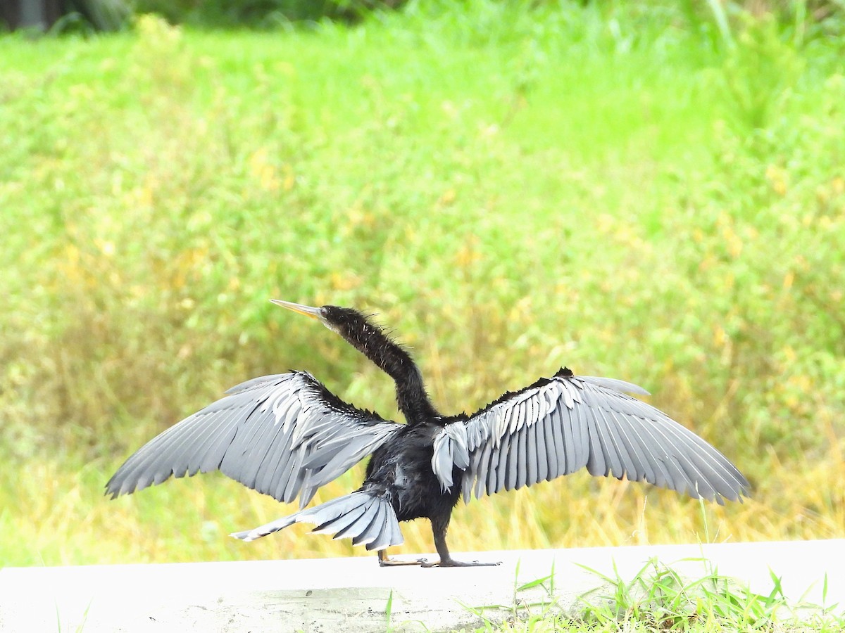 Anhinga - ML638285846