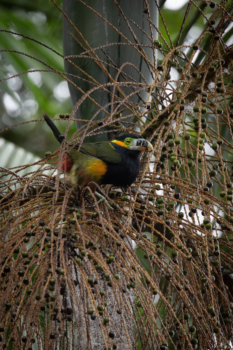 Spot-billed Toucanet - ML638285847