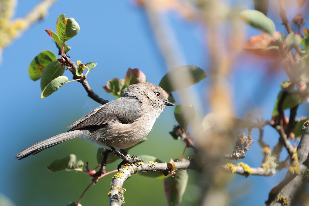 Bushtit - ML638285848