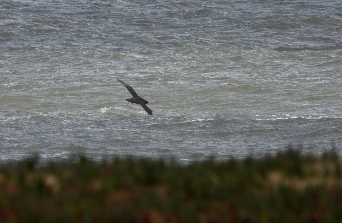 Southern Giant-Petrel - ML638285849