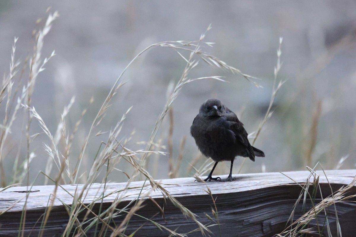 Brewer's Blackbird - ML638285850