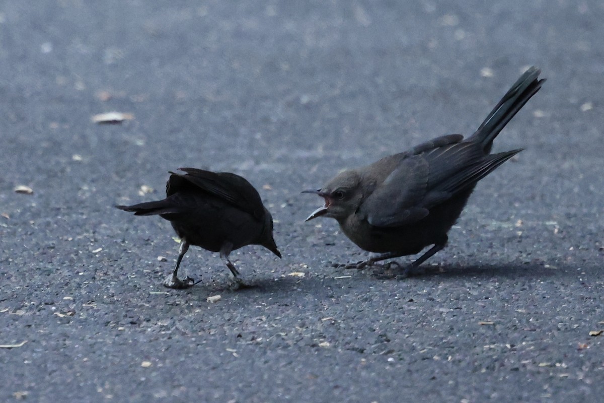 Brewer's Blackbird - ML638285851