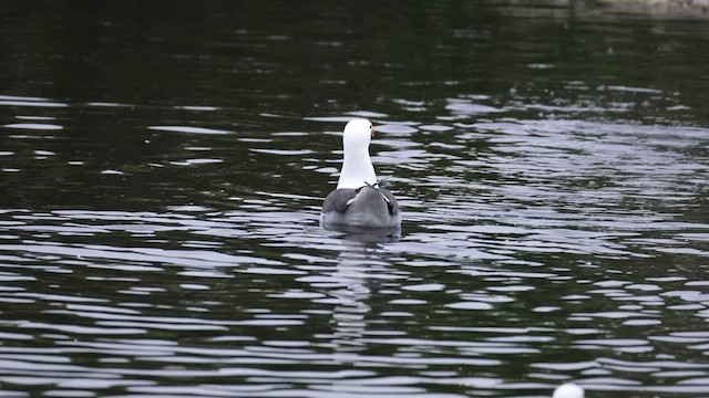 Great Black-backed Gull - ML638285853