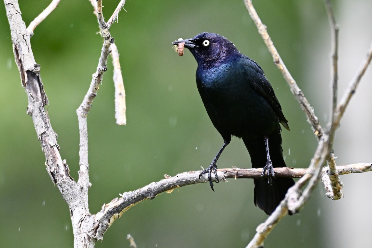 Brewer's Blackbird - ML638285858