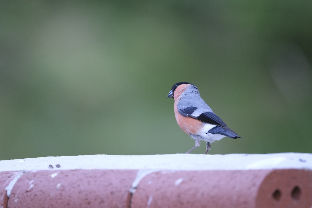 Eurasian Bullfinch - ML638285860