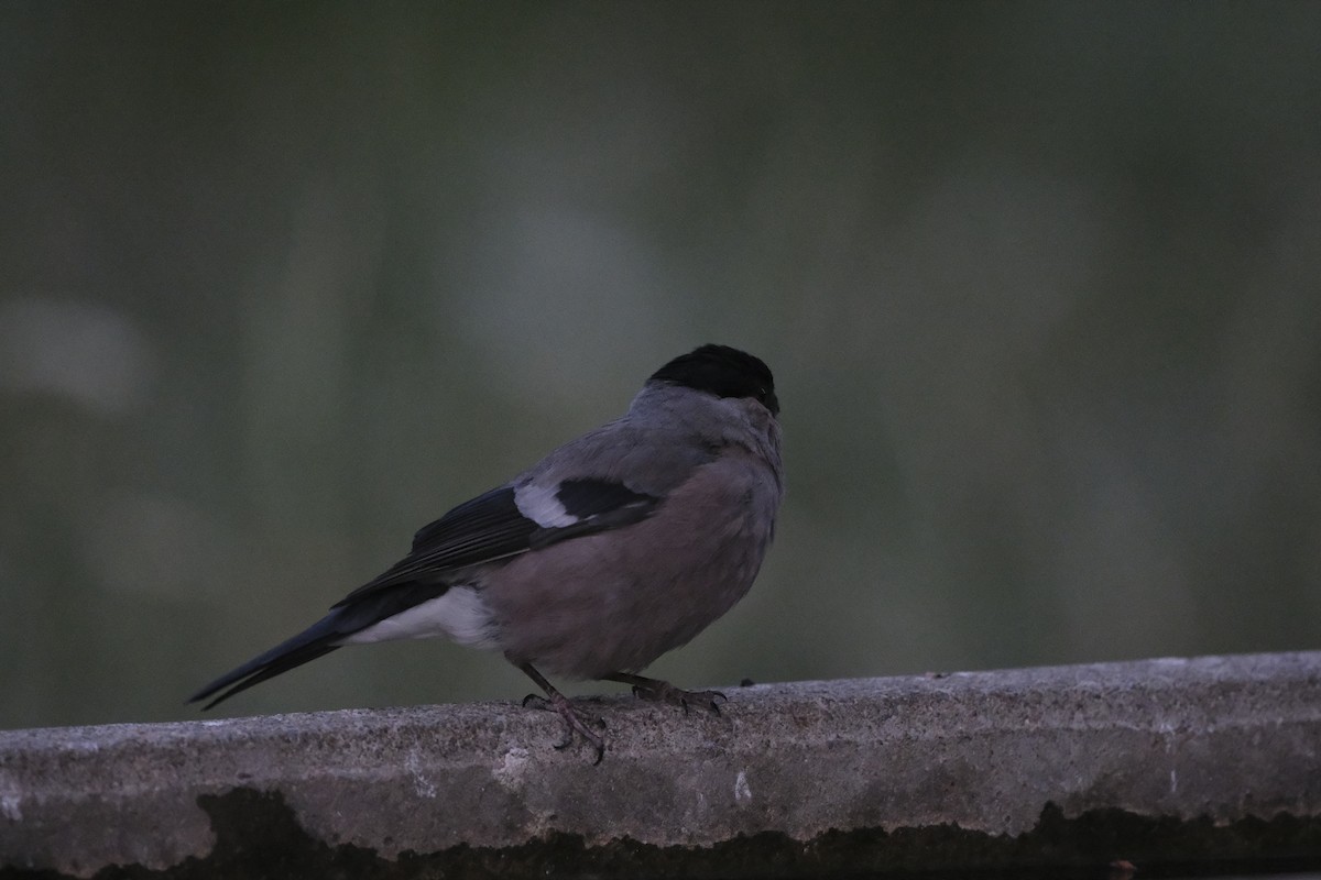 Eurasian Bullfinch - ML638285861