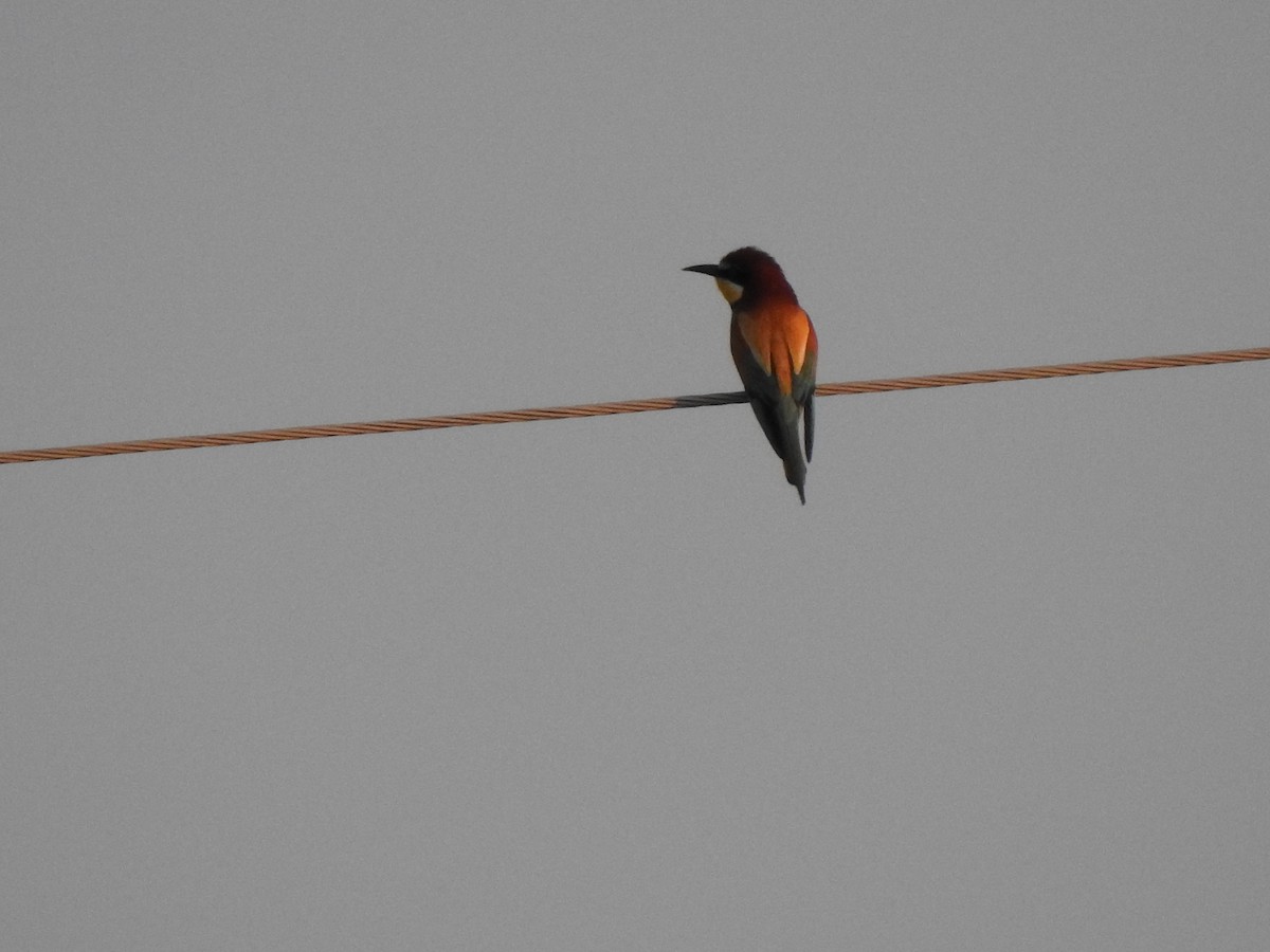 European Bee-eater - ML638285862