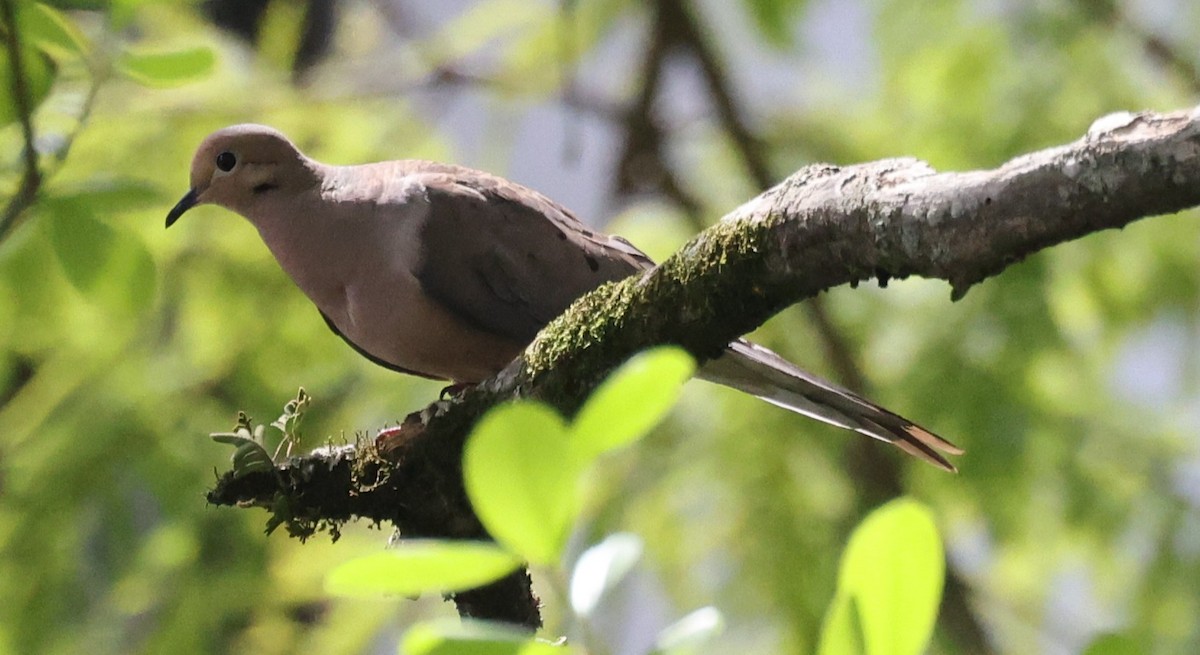 Mourning Dove - ML638285863