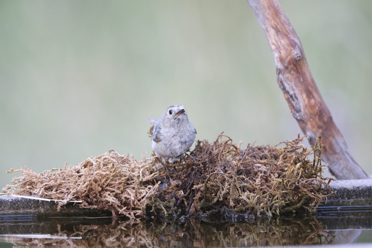 Goldcrest - ML638285864