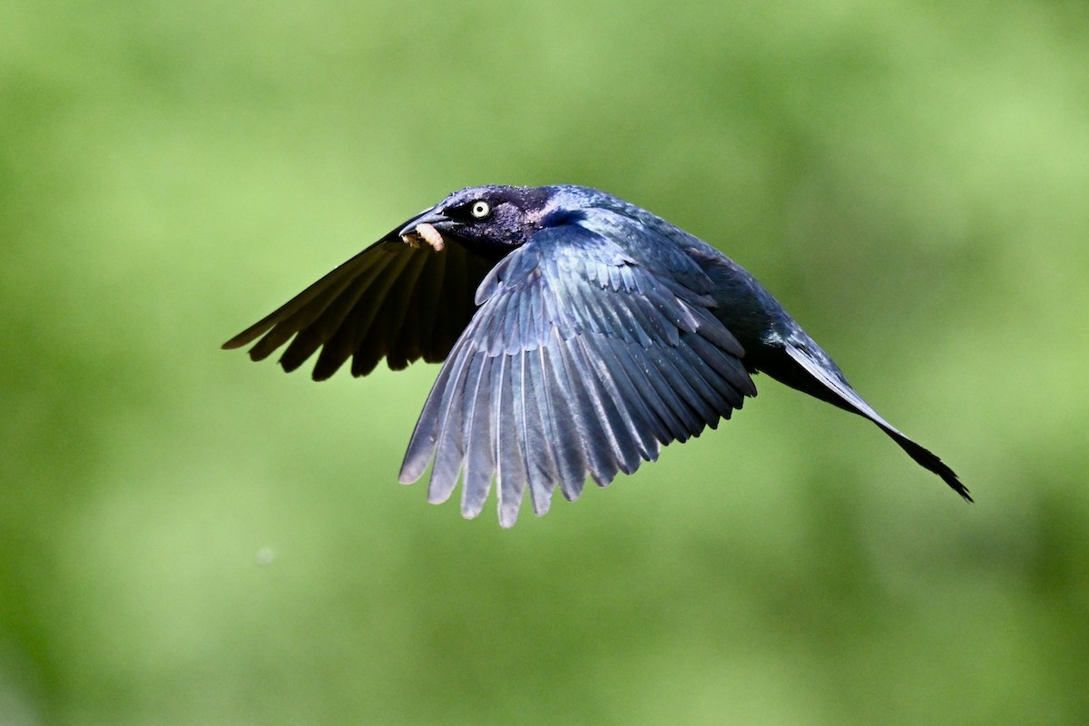 Brewer's Blackbird - ML638285865