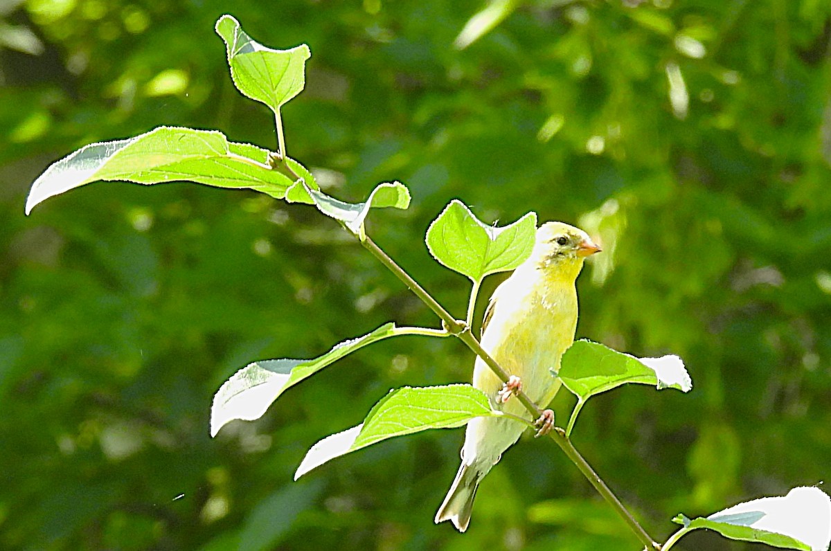 gulstillits - ML638285880