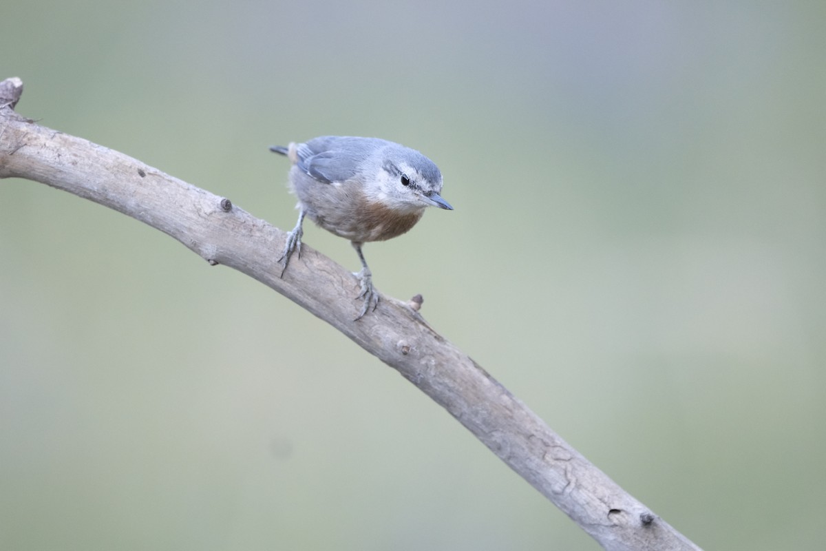 Krüper's Nuthatch - ML638285881