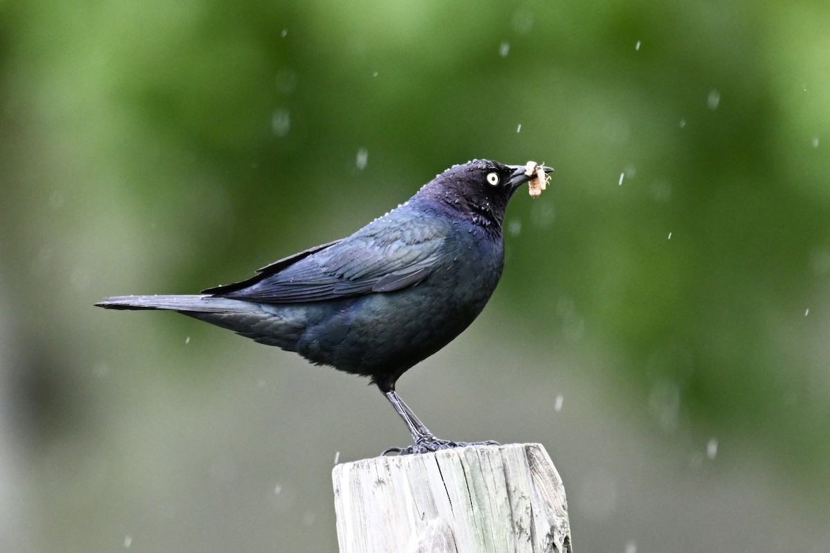 Brewer's Blackbird - ML638285883