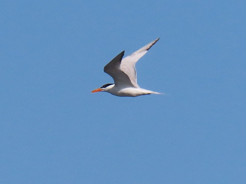 Royal Tern - ML638285884