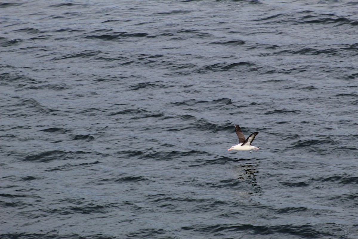 Black-browed Albatross - ML638285885
