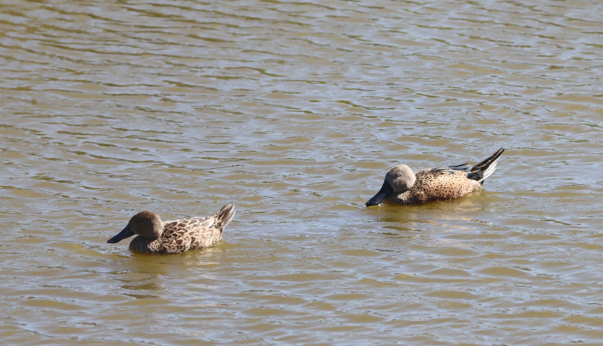 Red Shoveler - ML638285886