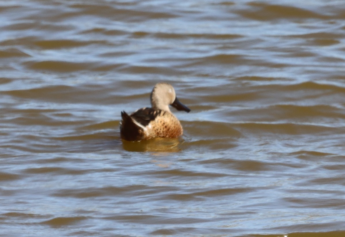 Red Shoveler - ML638285888