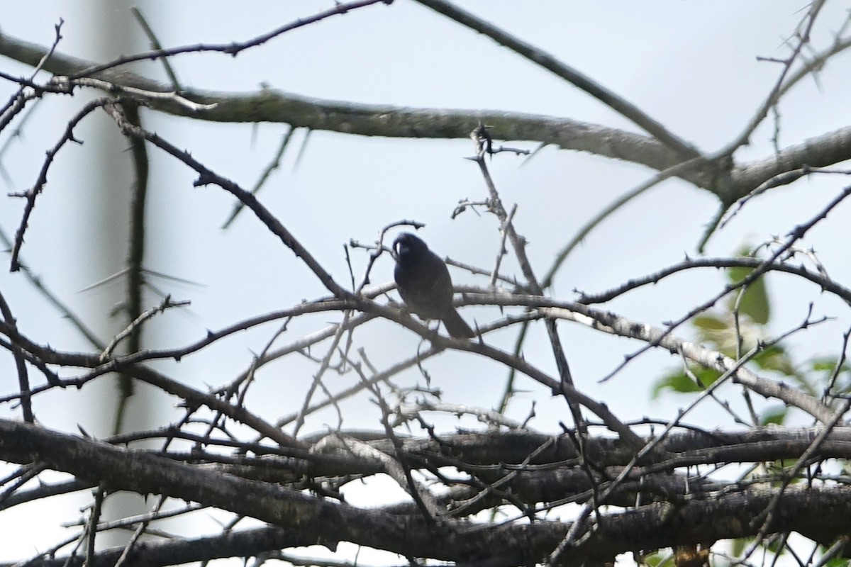 Blue-black Grassquit - ML638285894