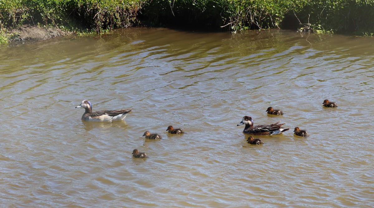 Chiloe Wigeon - ML638285895