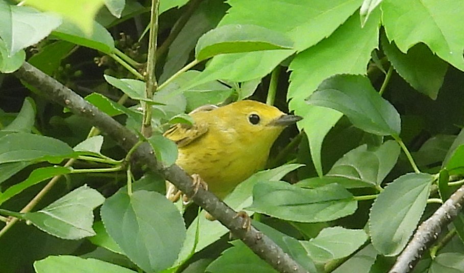 Yellow Warbler - ML638285898