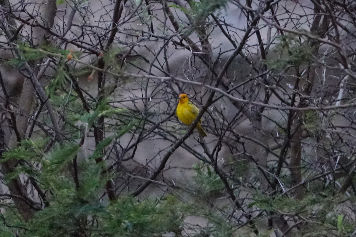 Saffron Finch - ML638285899