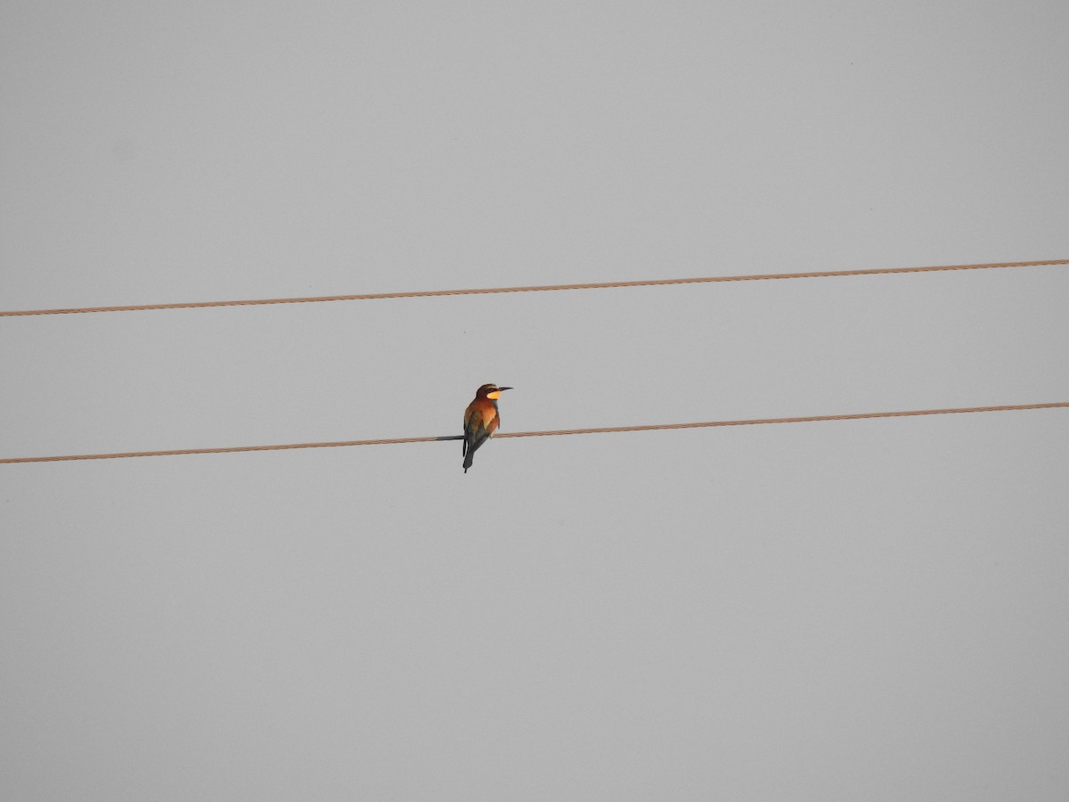 European Bee-eater - ML638285900
