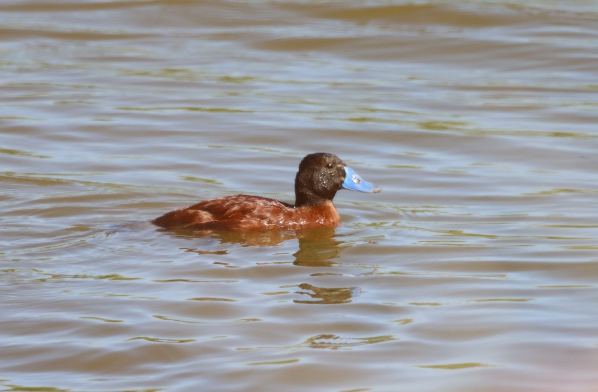 Lake Duck - ML638285901