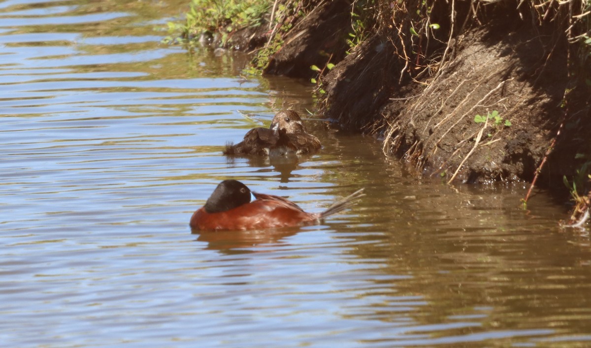 Lake Duck - ML638285902