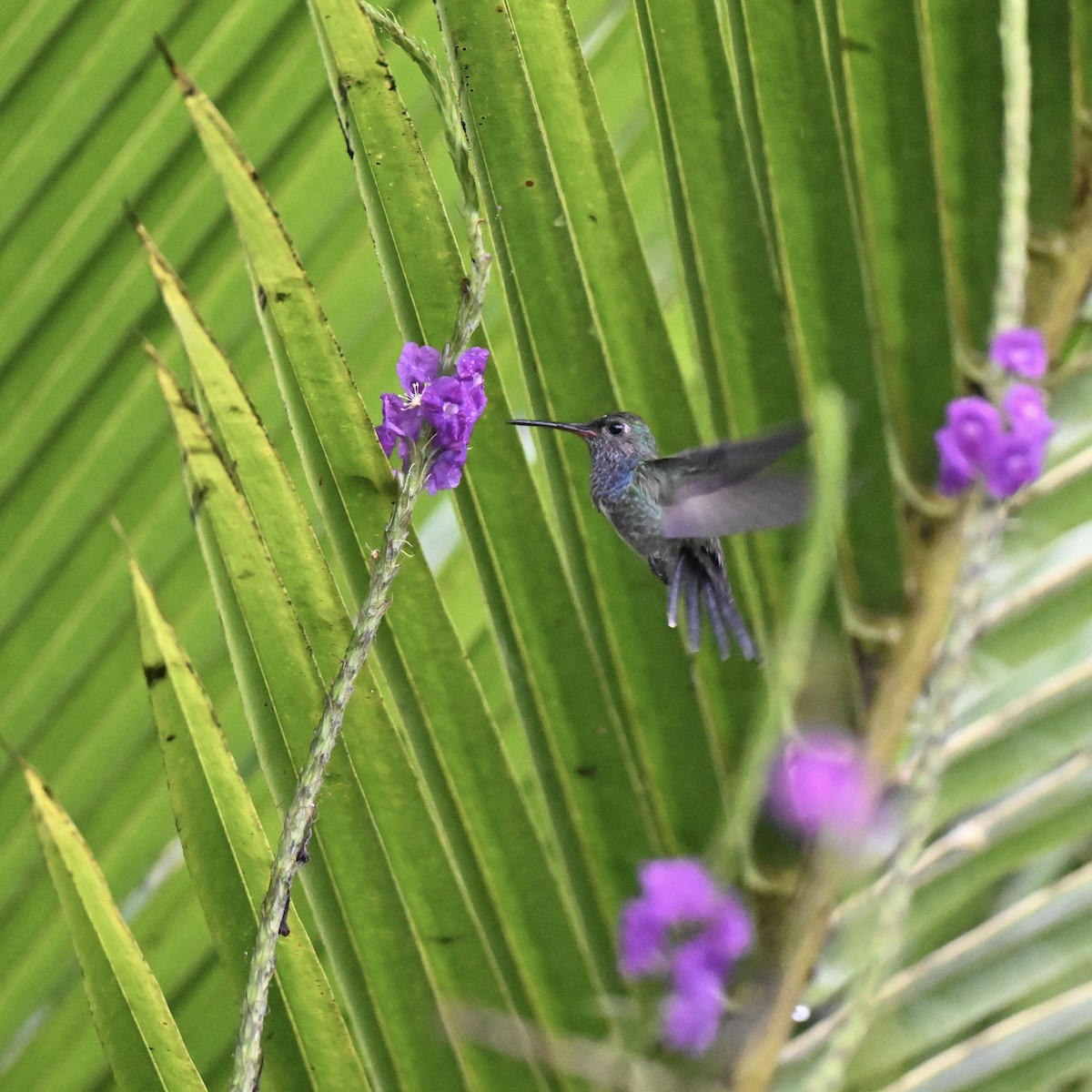 Sapphire-spangled Emerald (Spot-vented) - ML638285904