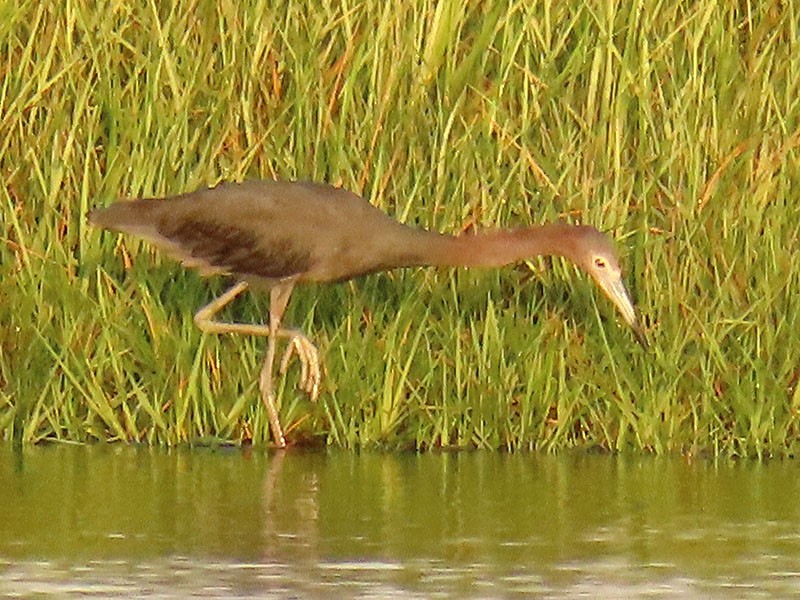 Little Blue Heron - ML638285906