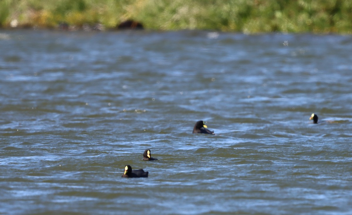 Red-gartered Coot - ML638285907